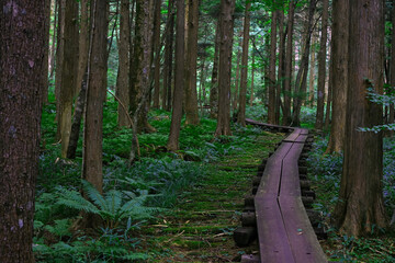 Peaceful Summer Highland Forest Path with Moss and Healing Green Background