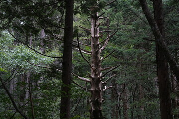 Majestic Tree in Deep Green Forest on a Mountain Plateau