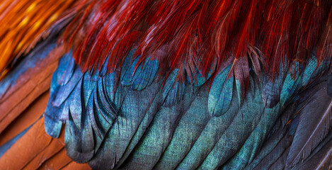 Macro texture of rooster feathers,Colorful feathers, chicken feathers background texture. © banjongseal324