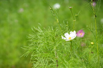 White Cosmos Flowers in Late Summer Field Background