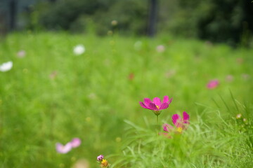 Pink Cosmos Flowers in Late Summer Field Background