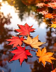 池に浮かぶ紅葉の葉 柔らかい反射で秋の雰囲気
