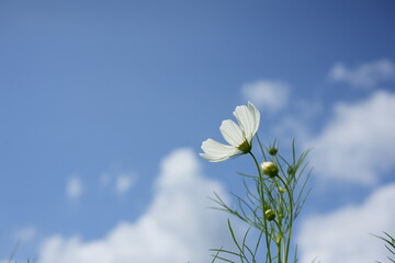 White Cosmos Flowers Blooming Toward Blue Sky