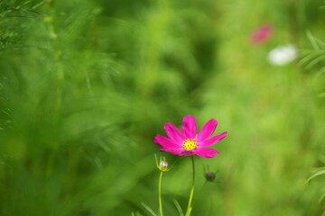Pink Cosmos Flowers in Late Summer Field Background
