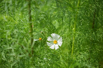 White Cosmos Flowers in Late Summer Field Background