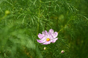 Pink Cosmos Flowers in Late Summer Field Background