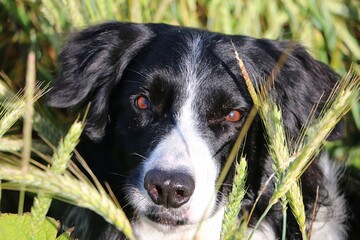 close-up of a black and white border collie head in a cornfield