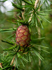 Cones of the European larch (Larix decidua). Photographed near Spiazzo on Monte Baldo.