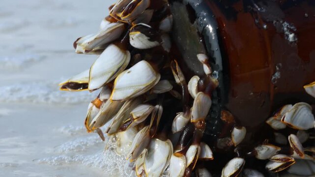 Colony of the pelagic gooseneck barnacle - Lepas anatifera, on the sea beach, macro view