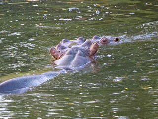 The Hippopotamus amphibius, commonly known as the common hippopotamus or simply hippo, is one of Africa’s most iconic and formidable animals.