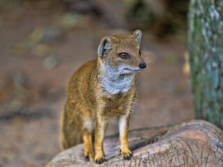 The Cynictis penicillata, commonly known as the Yellow Mongoose, is a small, agile carnivore native to southern Africa.