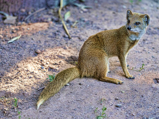 The Cynictis penicillata, commonly known as the Yellow Mongoose, is a small, agile carnivore native to southern Africa.