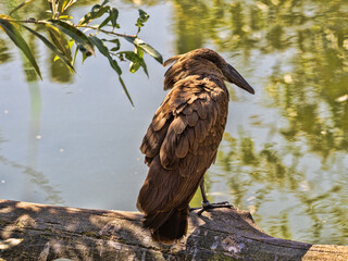 The Scopus umbretta, commonly known as the Hamerkop (or Hammerhead Stork), is one of Africa’s most distinctive and enigmatic birds.