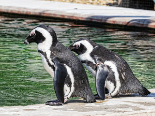 The Spheniscus demersus, commonly known as the African Penguin, is a charismatic and endangered seabird native to the southern coast of Africa. It's the only penguin species found on the continent.