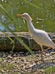 The Cattle Egret (Bubulcus ibis) is a small, stocky heron that’s famous for its close relationship with grazing animals like cattle, buffalo, and even elephants.