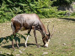 The Blesbok (Damaliscus phillipsi) is a striking antelope native to southern Africa, especially South Africa, Eswatini, and Namibia.