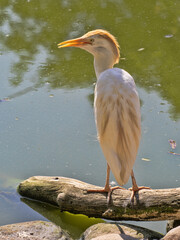 The Cattle Egret (Bubulcus ibis) is a small, stocky heron that’s famous for its close relationship with grazing animals like cattle, buffalo, and even elephants.