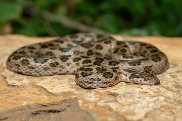 A beautiful spotted rock snake (Lamprophis guttatus), coiled on a large rock. A non-venomous snake native to southern Africa