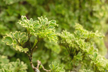 Variegated Green and Yellow Foliage of Polyscias Shrub, Decorative Tropical Plant with Textured Leaves for Garden and Nature Background