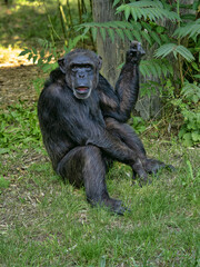 The common chimpanzee (Pan troglodytes). These highly intelligent and social primates are native to the forests and savannas of tropical Africa, ranging from West Africa to Uganda and Tanzania