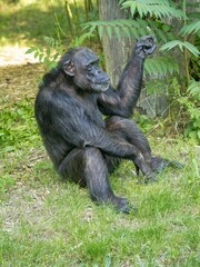 The common chimpanzee (Pan troglodytes). These highly intelligent and social primates are native to the forests and savannas of tropical Africa, ranging from West Africa to Uganda and Tanzania