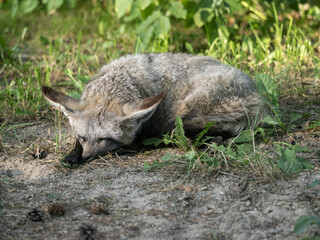 The bat-eared fox (Otocyon megalotis) is a small, insect-loving canid native to the African savanna, instantly recognizable by its enormous ears.