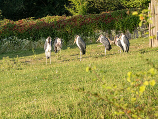 The Greater Adjutant is one of the world’s rarest storks—and certainly one of the most misunderstood. But this scavenger plays a vital role in cleaning up ecosystems, especially in urban areas where.