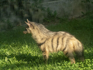 The Proteles cristatus, commonly known as the Aardwolf, is a fascinating and highly specialized member of the hyena family (Hyaenidae), though it breaks the mold in many ways.