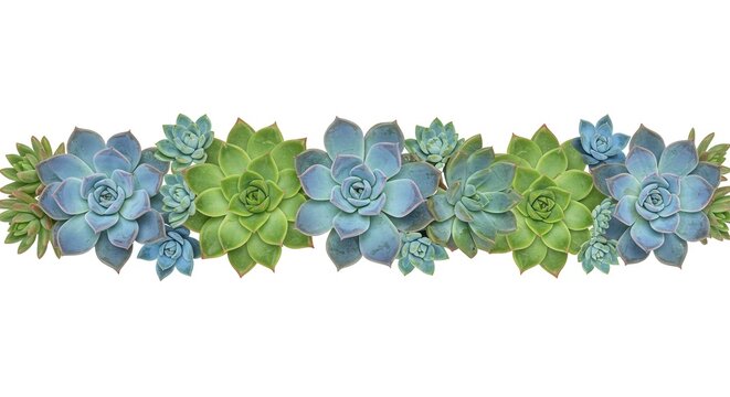 Line of bluegreen succulents with compact rosettes on white background - Powered by Adobe