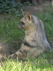 The Proteles cristatus, commonly known as the Aardwolf, is a fascinating and highly specialized member of the hyena family (Hyaenidae), though it breaks the mold in many ways.