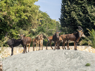 The Sable antelope, Hippotragus niger, inhabits the forested savannas of southeastern Africa.