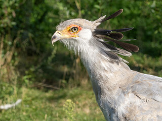 The Secretarybird, is one of Africa’s most iconic and unusual birds of prey. With its long legs, eagle-like body, and dramatic crest, it looks like it walked straight out of a fashion show.