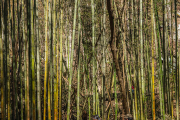 Fototapeta premium In bamboo’s shadows, stillness feels alive, Chattahoochee Bamboo Forest, Sandy Springs, Georgia, United States of America