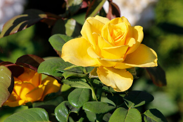 beautiful yellow rose close up

