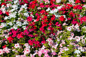 Obraz premium colorful catharanthus in a flowerbed