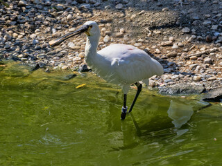 The African spoonbill, Platalea alba, has a long, spoon-shaped bill that it uses to forage in mud.