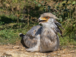 The Secretarybird, is one of Africa’s most iconic and unusual birds of prey. With its long legs, eagle-like body, and dramatic crest, it looks like it walked straight out of a fashion show.