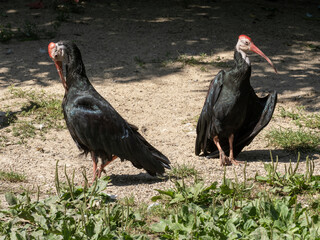 The Southern Bald Ibis, is a striking and rare bird native to southern Africa. With its glossy plumage and bare red face, it’s both visually distinctive and ecologically important.