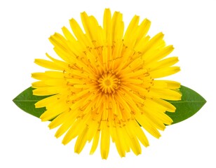 Close-up of a vibrant yellow dandelion flower