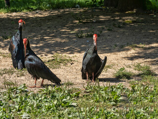 The Southern Bald Ibis, is a striking and rare bird native to southern Africa. With its glossy plumage and bare red face, it’s both visually distinctive and ecologically important.