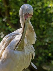 The Platalea alba, commonly known as the African Spoonbill, is a graceful and distinctive wading bird found across sub-Saharan Africa and Madagascar.