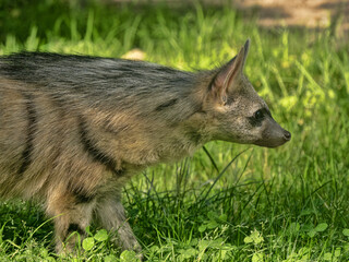 The Proteles cristatus, commonly known as the Aardwolf, is a fascinating and highly specialized...