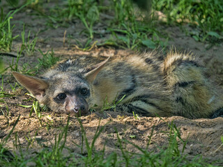The Proteles cristatus, commonly known as the Aardwolf, is a fascinating and highly specialized...