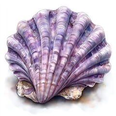 Beautiful scallop shell displays intricate patterns while sunlight casts soft shadows