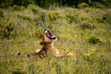 Obraz premium Wild Lion Resting in Grassland and Yawning in Maasai Mara, Kenya, African Safari Wildlife Scene with Big Cat in Natural Habitat