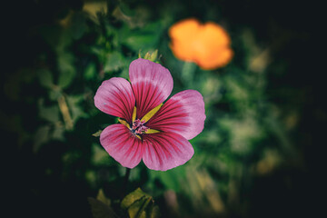 pink and yellow flower