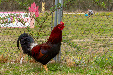 rooster in the farm