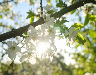 Sun Shine Through White Flowers On Branches. Spring Season. Tree Blossom Natural Background In Broad Daylight With Sun Highlight Though Branches	