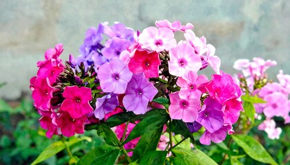 Vibrant cluster of phlox blossoms in shades of pink and purple, showcasing a beautiful array of colors against a light gray backdrop.