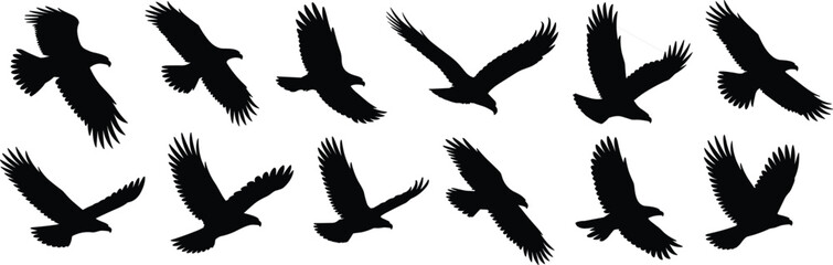 Silhouettes of flying birds, eagle and hawk poses, raptor wing shapes, dynamic avian flight positions, black vector icons, wildlife illustration set